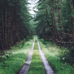 Leśna droga, która zapewnia dostęp do drogi publicznej, wije się między gęstymi drzewami.